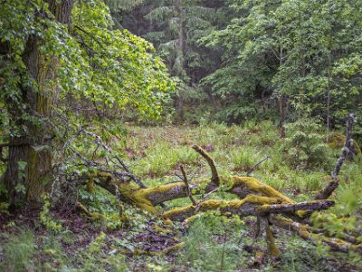 Sörfjärdens naturreservat Gammal lind i Söderfjärdens naturreservat.