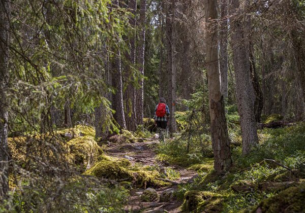 Fiby urskog 12 juli 2020