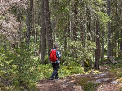 Flacka berghällar Halvvägs på vandringsleden går berghällar i dagen och knotiga tallar, ljung, blåbär och lingon ramar in på de flacka hällarna.