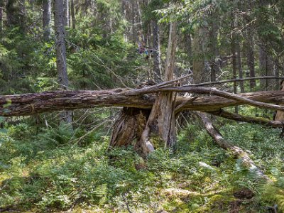 Kaos i skogen Kors och tvärs i urskogen ligger kullfallna träd, mossbelupna stenar och rotvältor.