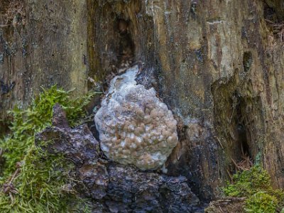 Klibbticka Början på en klibbticka (Fomitopsis pinicola) på gran längs stigen i Fiby urskog.