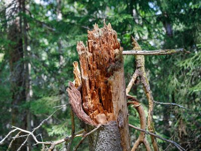 Knäckt gran I Fiby urskog finns träd i alla livsskeden, från små späda plantor till döda nästan förmultnade stammar.