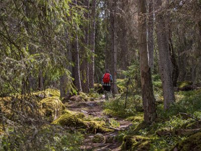 Knagglig stig Rötter och stenar gör leden bitvis ganska svårframkomlig, men det är mödan värt att uppleva urskogen.