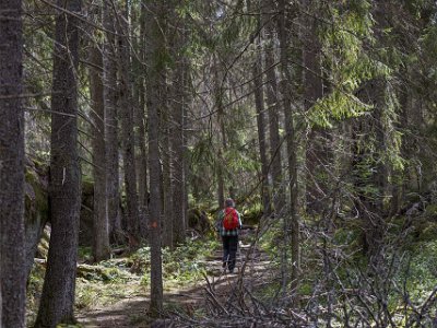 Många döda granar Rader av döda granar vittnar om granbarkborrens omfattande skador.