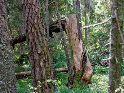 Stormvriden gran Ännu en vindfälld gran i urskogen.