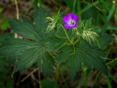 Midsommarblomster Skogsnäva eller midsommarblomster (Geranium sylvaticum) i Gorsingeholm.