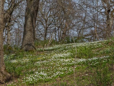 Vit- och gulsippor Vit- och gulsippor i Gorsingeholm