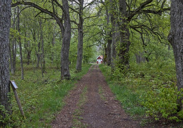 Gorsingelund maj 2019