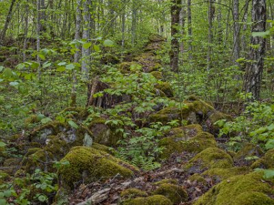 Gorsingelund Stenmur i Gorsingelund. Lunden har sitt ursprung i en ek- och lindhage som efter år av igenväxning fått höga värden knutna till trädskiktet och till...