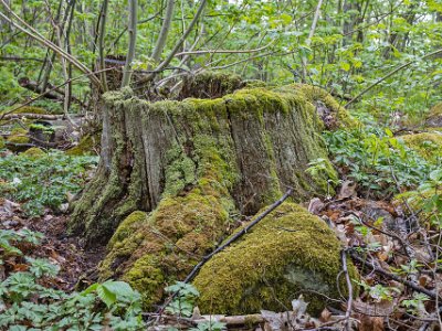 Gorsingelund Stubbe i Gorsingelund