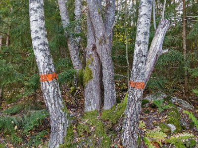 Slingrande trädstammar Som ett förälskat spar slingar sig trädstammarna om varandra. Rödmarkeringen tyder på att leden är gammal.