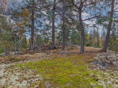 Stenröset bort i backen 