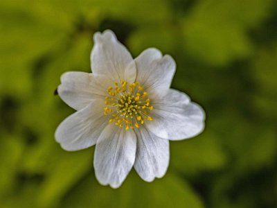 Järgarskogens naturrreservat Vitsippa i eklunden.