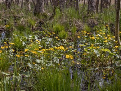 Järgarskogens naturrreservat Kabbeleka vid eklunden.