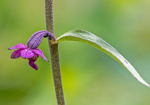 Kalkbro naturresevat