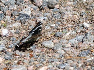 Aspfjäril Aspfjäril (Limenitis populi) i Kalkbro naturreservat.
