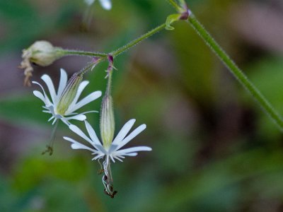 Kalkbro naturreservat Backglim (Silene nutans) är en flerårig ört i familjen nejlikväxter som kan bli upp till femtio centimeter hög. Backglimmets blommor är uteslutande anpassade...