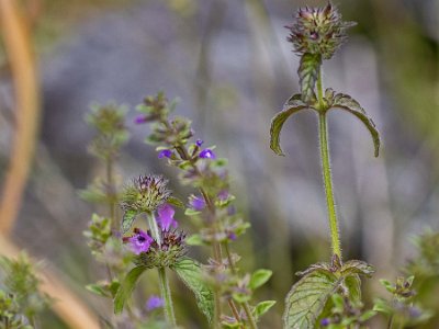 Bergmynta & Harmynta Bergmynta (Clinopodium vulgare). I bakgrunden Harmynta (Satureja acinos).