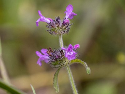 Bergmynta Bergmynta (Clinopodium vulgare). Ger gula och bruna färger vid växtfärgning.