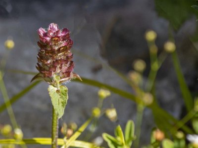 Kalkbro naturreservat Brunört (Prunella vulgaris) tillhör familjen kransblommiga växter. Det svenska namnet kommer av de brunfärgade stödbladen i blomställningen.