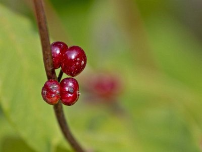 Kalkbro naturreservat Bär på skogstry (Lonicera xylosteum), även kallad bentry, är en oftast helt låg men lummig, vackert grön buske i familjen kaprifolväxter.