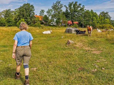 Kinglöts udde Genom kohagen vid p-platsen på väg ut till Kinglöts udde.