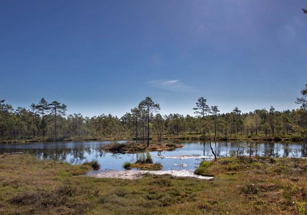 Knuthöjdsmossen maj 2018, april 2019, maj 2020