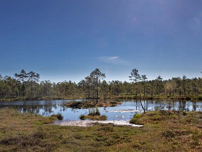 Knuthöjdsmossen Göl i Knuthöjdsmossen, som framför allt är känd som häckningsplats för smålom, som gärna bygger sitt bo vid gölarna inom reservatet. Där finns det inte så...