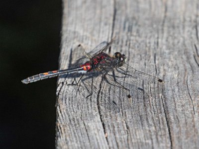 Myrtrollslända Myrtrollslända, hane, (Leucorrhinia dubia), även kallad mindre kärrtrollslända, i Knuthöjdsmossen.