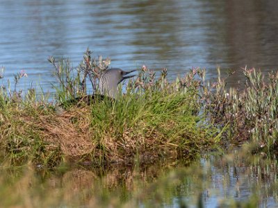 Smålom Ruvande smålom i en av gölarna i Knuthöjdsmossen.