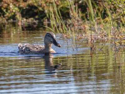 Snatterand Snatterand, hona, i en av gölarna i Knuthöjdsmossen.