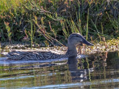 Snatterand Snatterand, hona, i en av gölarna i Knuthöjdsmossen.