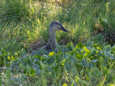 Snatterand Snatterand, hona, i en av gölarna i Knuthöjdsmossen.