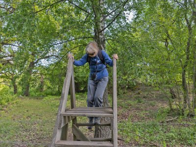 In i naturreservatet Man måste klättra på en stätta för att komma in in i det stängslade naturreservatet Norrby kyrkskog.