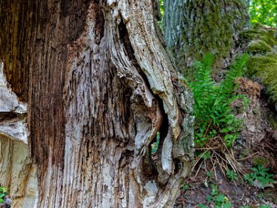 Död ved Blandskogen börjar likna mer och mer en naturskog med stort inslag av död ved i form av lågor och högstubbar.