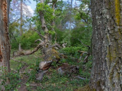 Fallen åldring En eks sista vila. Flera av de ädsta träden fanns här redan i början av 1700-talet. Norrby kyrkskog har en historia som frälsejord, dvs jord som var befriad av...