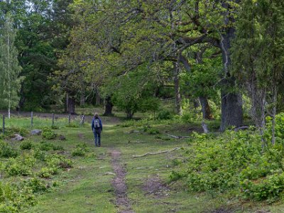 Gammelskog Skogens ålder i Norrby kyrkskog varierar från ungefär 150 år i de äldsta bestånden till yngre bestånd på ungefär 50 år. En del ekar och tallar är...