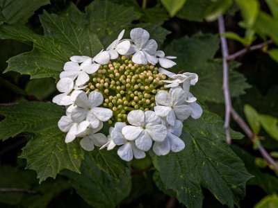 Skogsolvon Skogsolvon (Viburnum opulus). Typiskt för arten är att blomknippena i kanten har en rad av stora, två centimeter breda, könlösa blommor med plattat bräm. De...