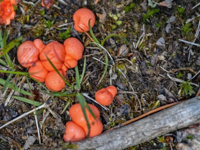 Slemsvamp Vargmjölk (Lycogala epidendron) art i gruppen slemsvampar. Förekommer allmänt under sommaren och hösten i hela Sverige på multnande ved, stubbar o.d, bildar...