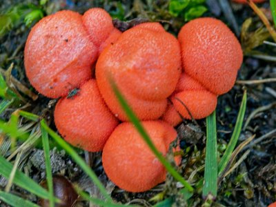Slemsvamp Slemsvampar är en speciell organismgrupp som trots namnet inte är nära släkt med andra svampar. De har en del karaktärsdrag gemensamma med svampar och andra...
