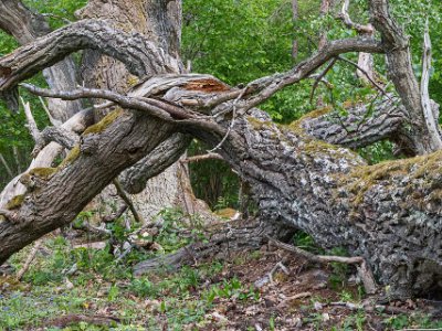 Trädjättarnas slutstrid I blandskogen söder om strandängen finns gamla och grova tallar, granar och ekar. Detta skogsparti börjar nu likna mer och mer en naturskog med stort inslag av...