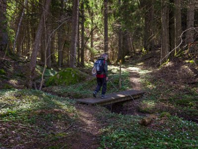 Nytorpsravinen Bäcken i ravinen slingrar sig genom vandringsstigen.