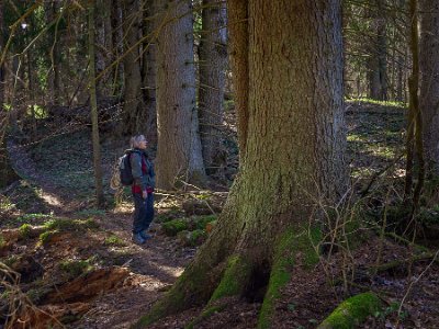 Nytorpsravinen I reservatets norra del finns en drygt 100 år gammal granskog med en mycket speciell flora med storgröe, nordlundarv, springkorn och strutbräken.