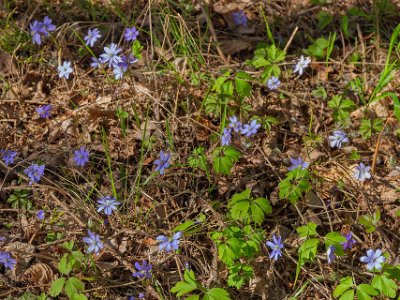 Nytorpsravinen Nyutslagna blåsippor längs stigen.