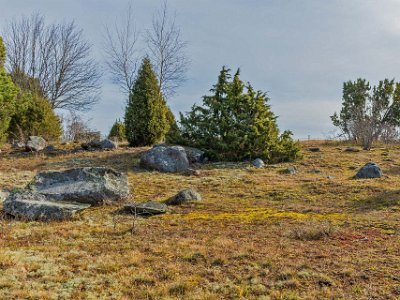 Säbyviken-Bädaren Området utgörs av betat hagmark i en svag sluttning från väg 55 ner mot Säbyviken. Här finns såväl björk som asp, en, slån, hassel, vildapel, rönn, hagtorn och...