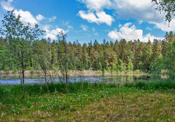 Skiren-Kvicken och Tolamossen juni 2020