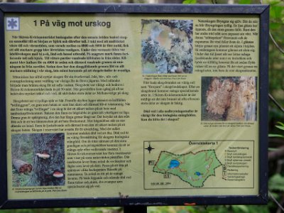 Naturskogen föryngrar sig En ljusglänta öppnas där den stora granen fallit. I gläntan skjuter nya plantor i höjden och föryngar skogen. Under tiden i ljuset hittar örnbräken en...