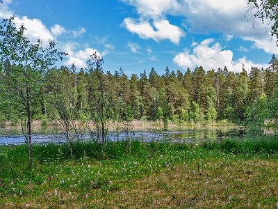 Sjön Kvicken Vattenklöver växer i riklig mängd ända ut i vattnet vid sjön Kvicken.