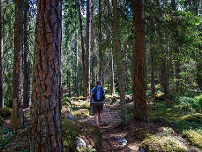 Ingen skogsavverkning Skogarna i reservaten har inte huggits på många år. Skogen har fått utvecklas i sin egen takt och här finns både gamla träd och yngre träd.