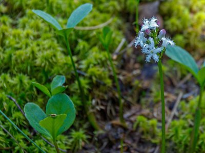 Vattenklöver Vattenklöver, (Menyanthes trifoliata) är en vatten- eller sumpväxt som är lätt att känna igen på sina klöverlika blad och vitrosa blomklasar. Den är flerårig,...